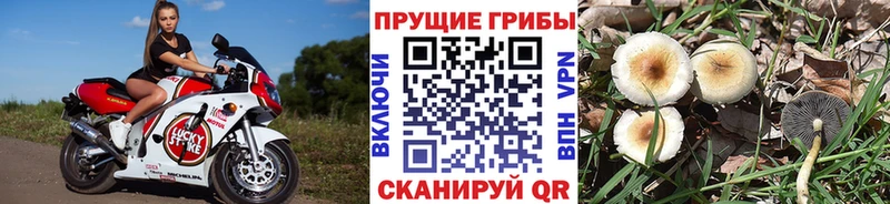 Галлюциногенные грибы мухоморы  Купить закладки  Новосокольники 